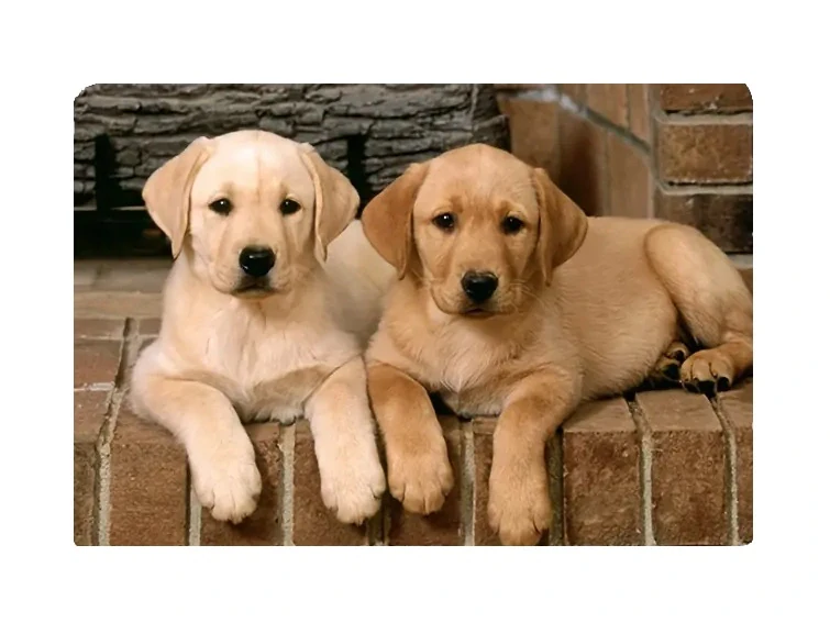 Podložka pod psí misky labradorský retrívr – 40 × 60 cm
