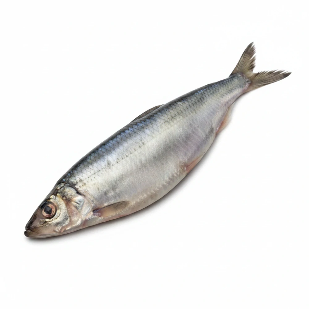 Sleď pro psy (BARF) 8 ks / 600 g – mražené