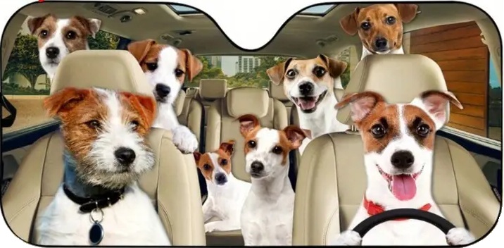 Sluneční clona na přední sklo auta – jack russell teriér, 130 × 70 cm