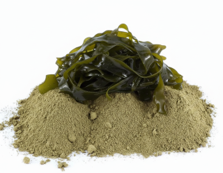 Kelpa – mořská řasa pro psy (BARF)